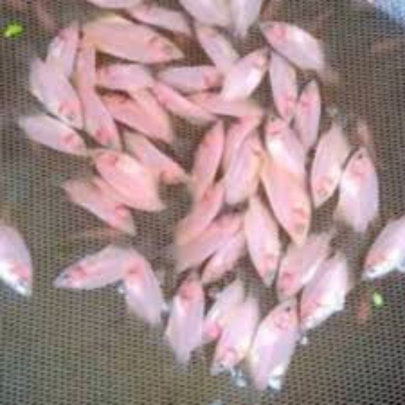 bibit gurame padang murah berkualitas ukuran korek gas