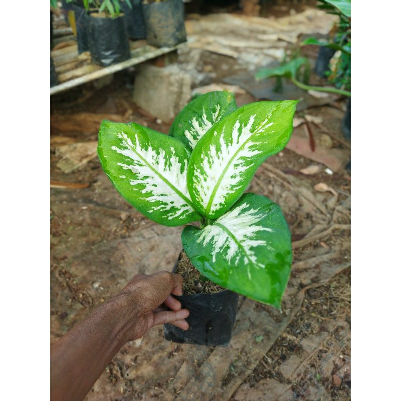 Tanaman Dieffenbachia / Blanceng / Diven / Sri rejeki