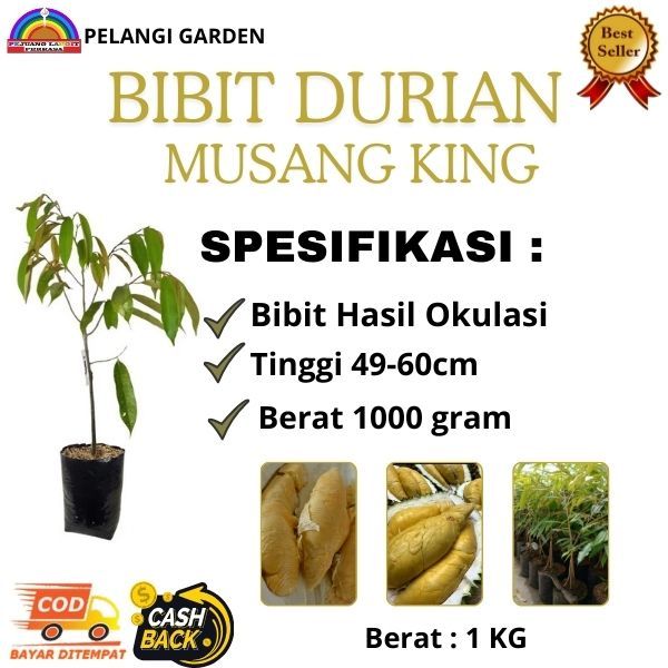 Bibit Durian Siap Berbuah Musang King, Termurah dan Terbaik