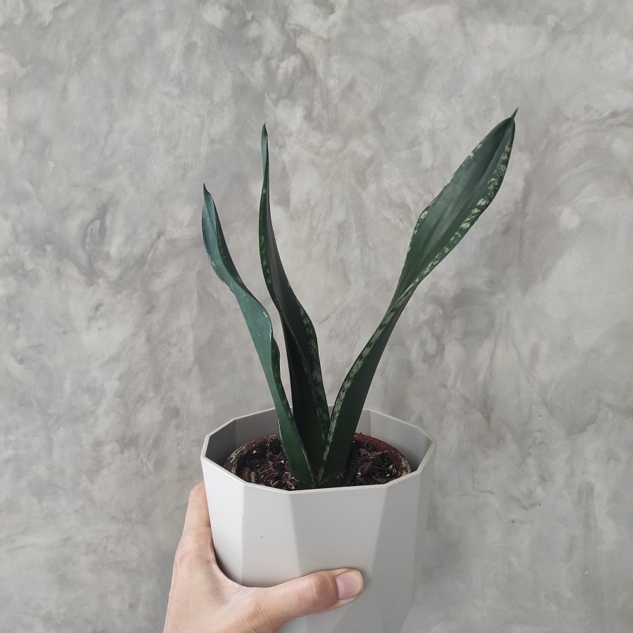 Sansevieria Whitney