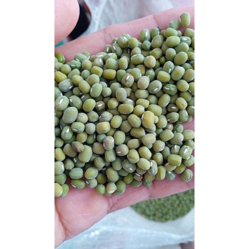 

KACANG HIJAU BULU
