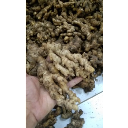 

Baru JAHE EMPRIT 1kg ➔➝✺❇