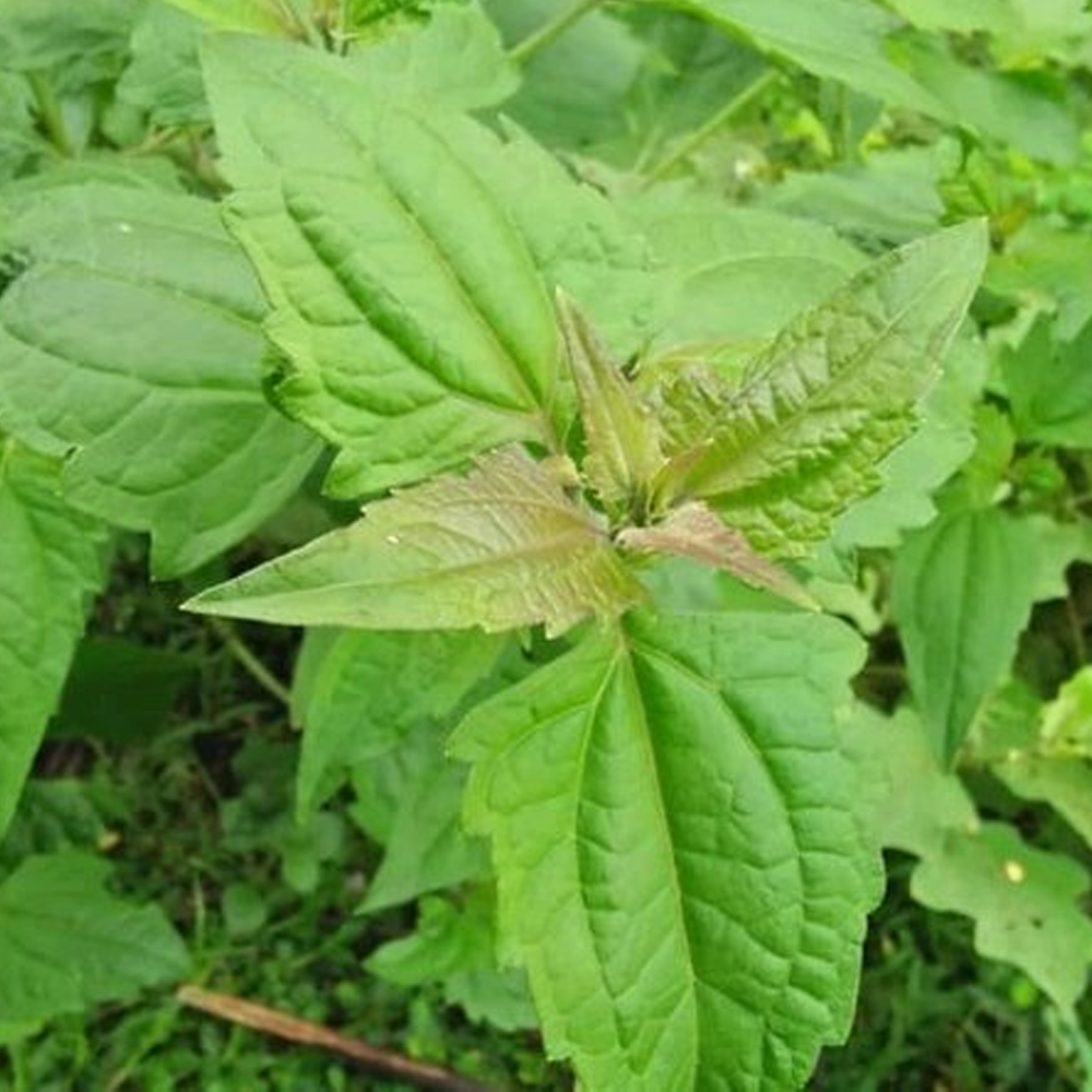 

DAUN KIRINYUH MARENGGO BALAKACIDA SEGAR ALAMI 1Kg