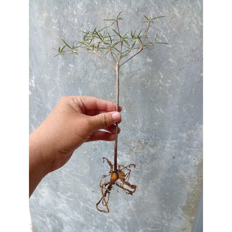 Euphorbia hedyotoides