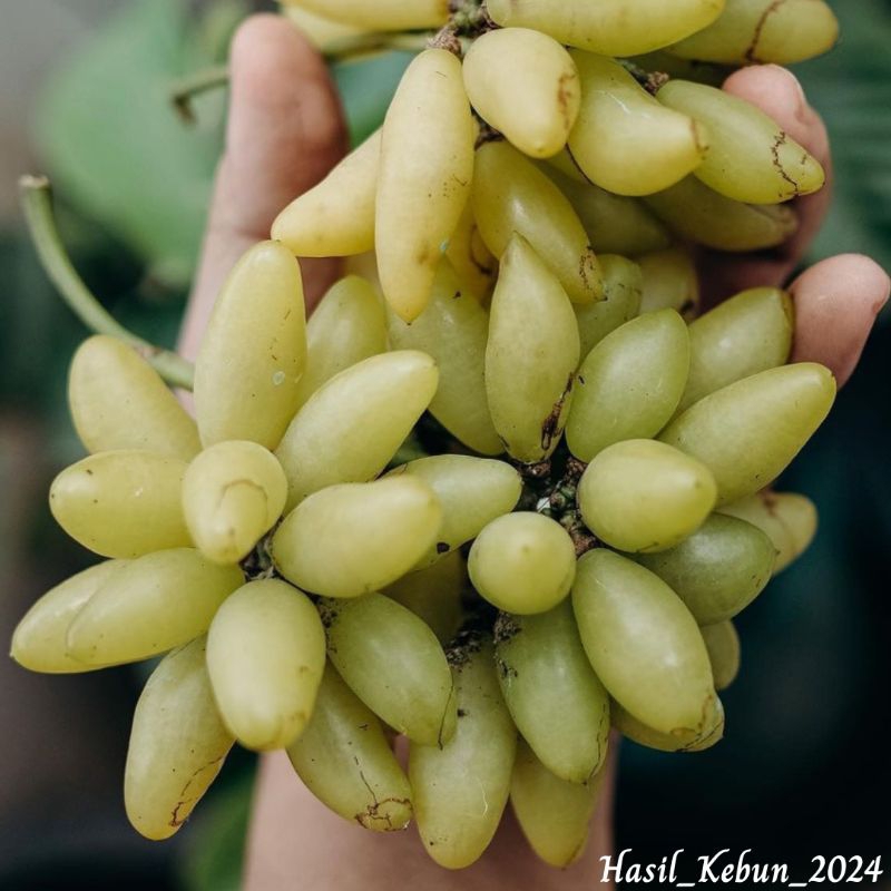 Bibit Anggur Import Jenis Banana Buah Lonjong // Bibit Anggur Banana