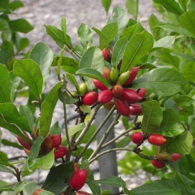 Bibit Miracle fruit | Buah ajaib sudah berbuah
