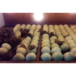TELUR FERTIL BEBEK MOJOSARI UNTUK DI TETASKAN