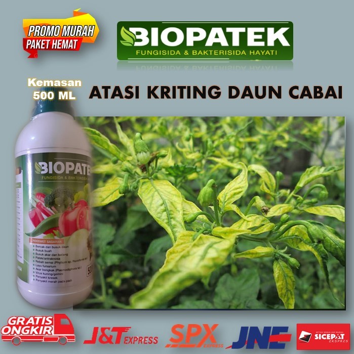 Terbaru BIOPATEK Fungisida & Bakterisida Hayati Pupuk Paling Ampuh Atasi Kuning Daun Cabai – Atasi K