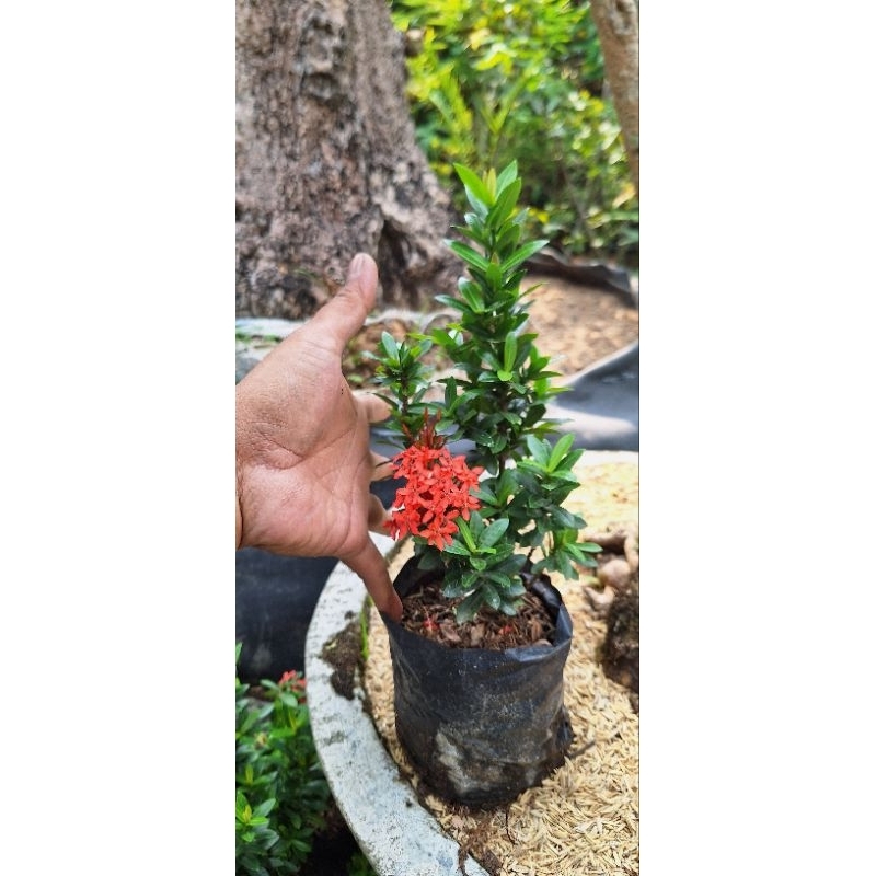 tanaman asoka micro bunga merah