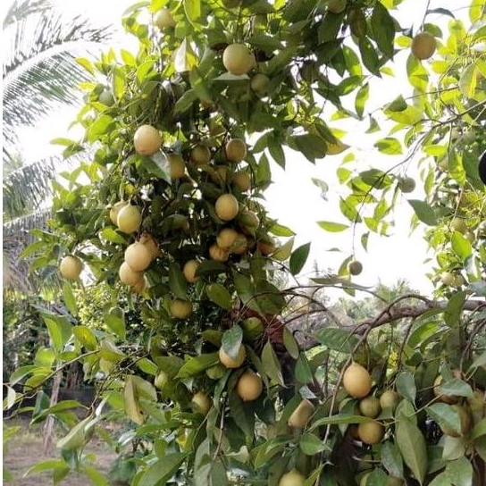 

Buah Pala baru petik 1kg