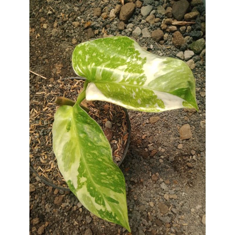 philodendron josebuono