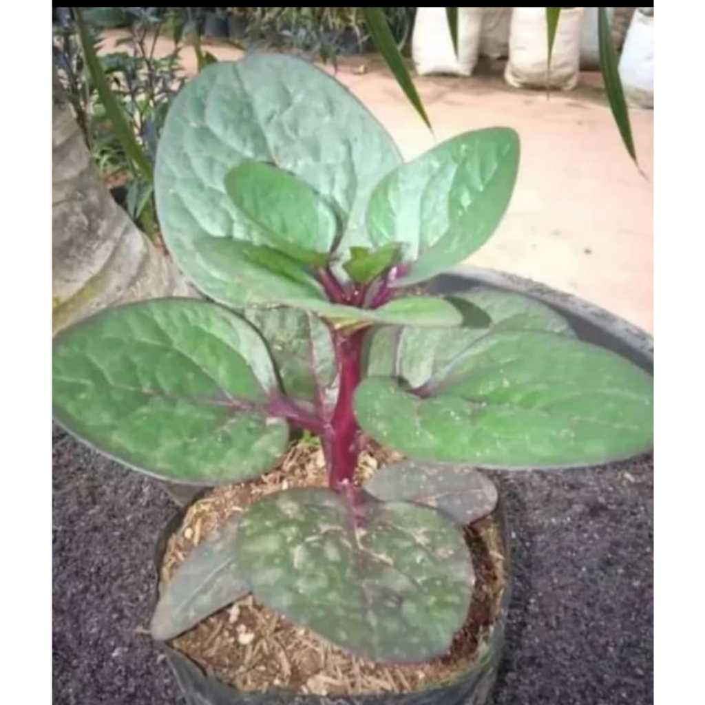 bibit daun binahong ungu binahong merah
