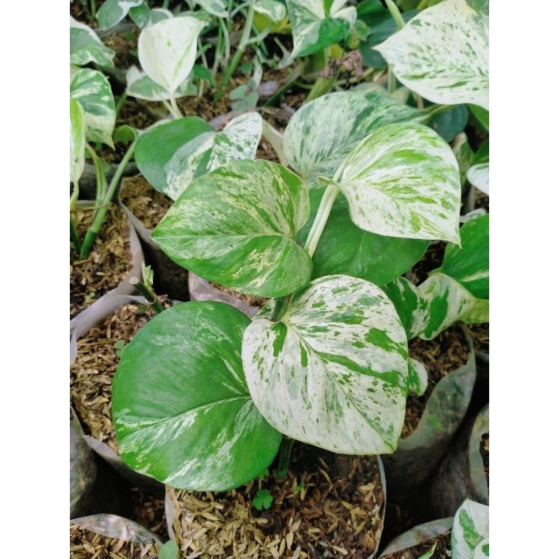 epipremnum marble queen