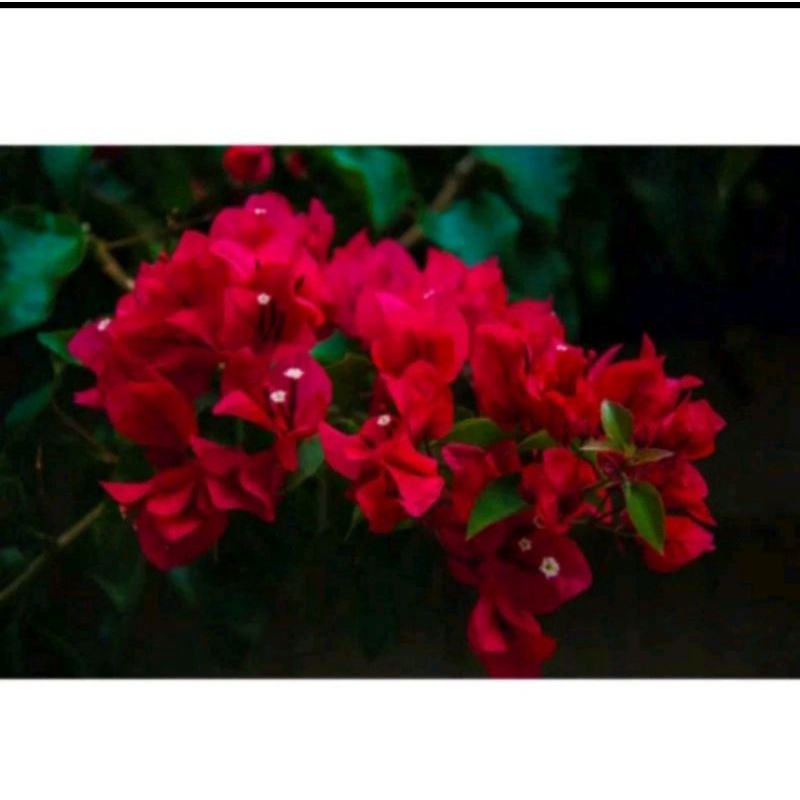 Bougenville bunga merah - Bougenville bunga kertas - ( BISA COD ) TANAMAN HIAS BOUGENVILLE
