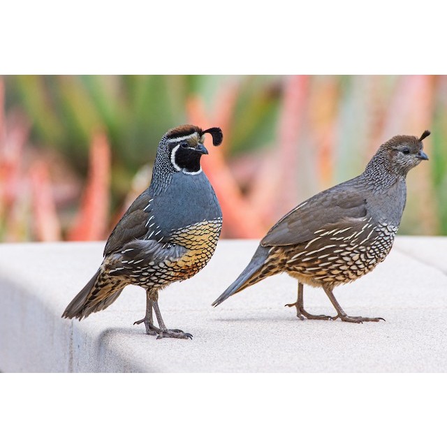 Burung Puyuh california quails Sepasang dewasa
