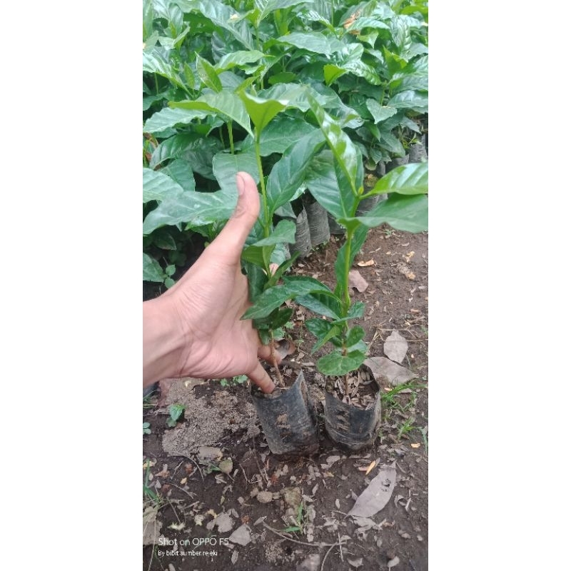 BIBIT KOPI ARABICA