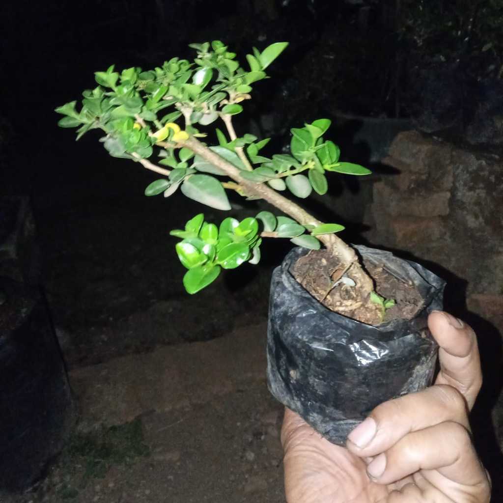 bonsai mini sancang
