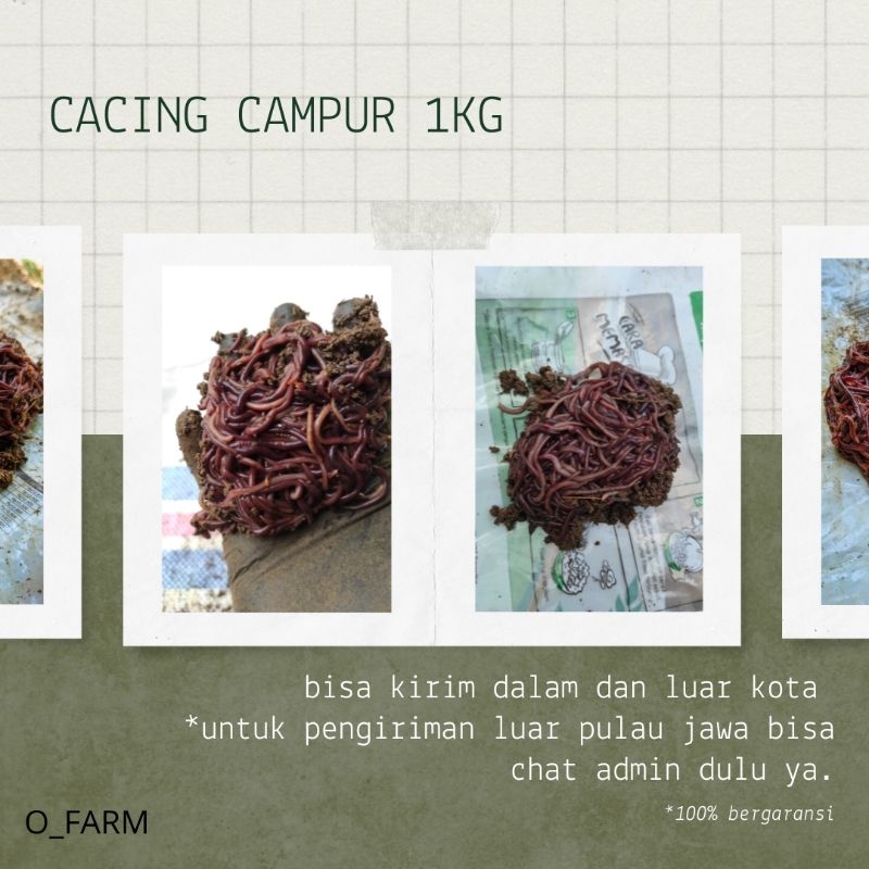 Cacing campur 1000/1kg BERGARANSI 100% cacing anc cacing Lumbricus cacing tanah