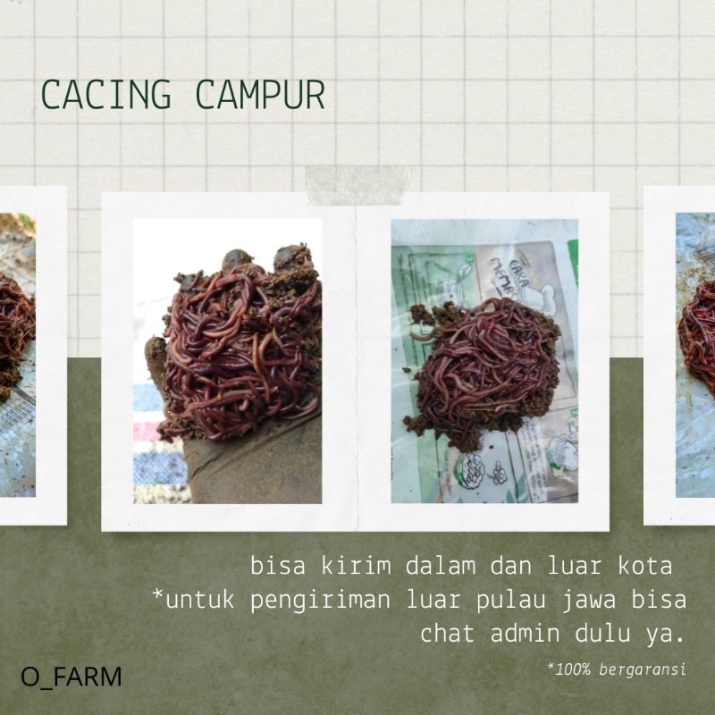 Cacing campur 100gr BERGARANSI 100% cacing anc cacing Lumbricus cacing tanah