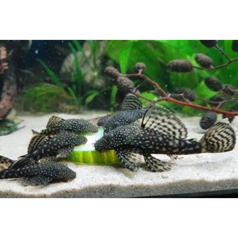 Replika Brushmouth Pleco / Replika Pleco L114 / Hiasan Aquarium Brushmouth Pleco