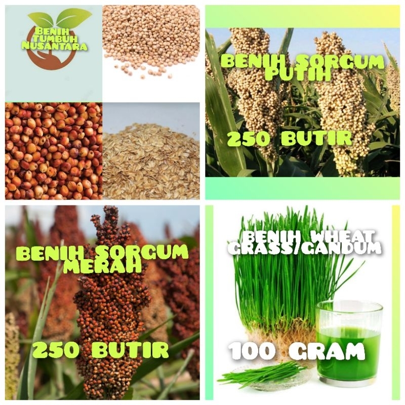 BENIH SORGUM PUTIH,BENIH SORGUM MERAH,BENIH WHEAT GRASS/GANDUM