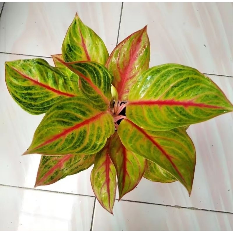 Aglonema Red Panama