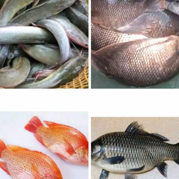 

JGKN4630 Ikan Patin / Nila Merah / Mas / Lele / Mujaer / Bawal / Gurame