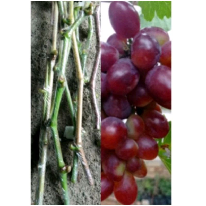 PAKET ENTRES ANGGUR IMPORT BANYAK VARIAN TABLE