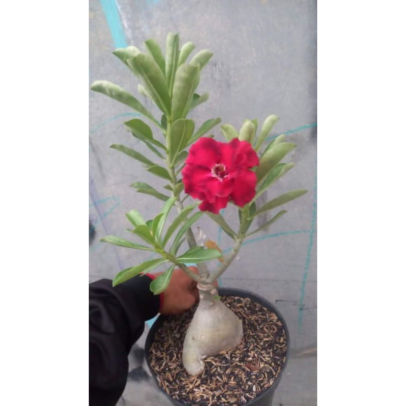 adenium bunga tumpuk size B