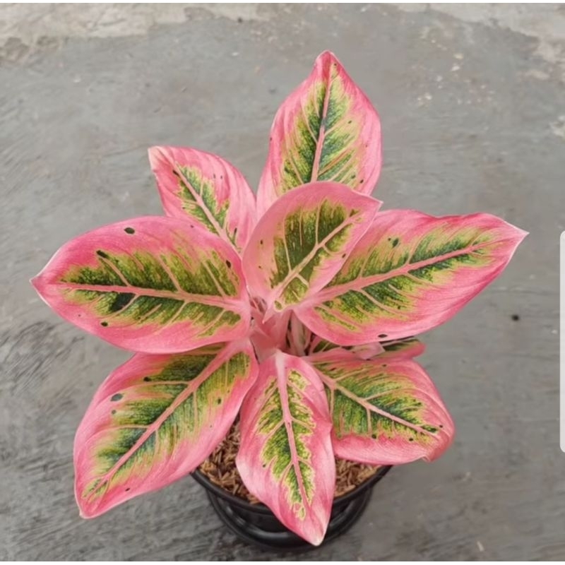 Aglaonema Lotus Delight