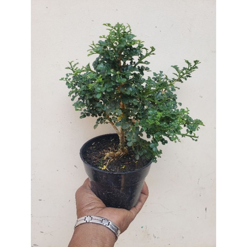 pohon bunga Kemuning super micro bahan bosai