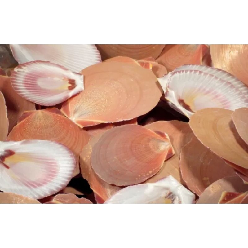 cangkang kerang simping coklat per kg