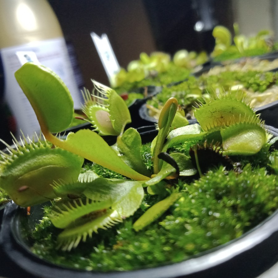 Tanaman Karnivora VFT Fine Tooth X Red