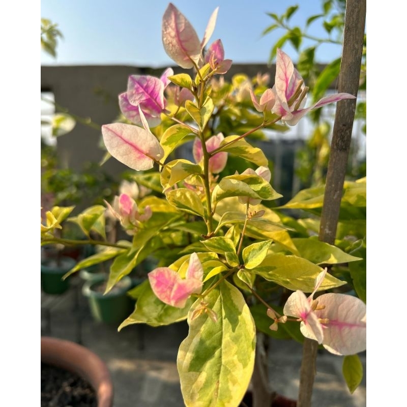 Bunga bugenvil tanaman hias bugenvil bunga cantik