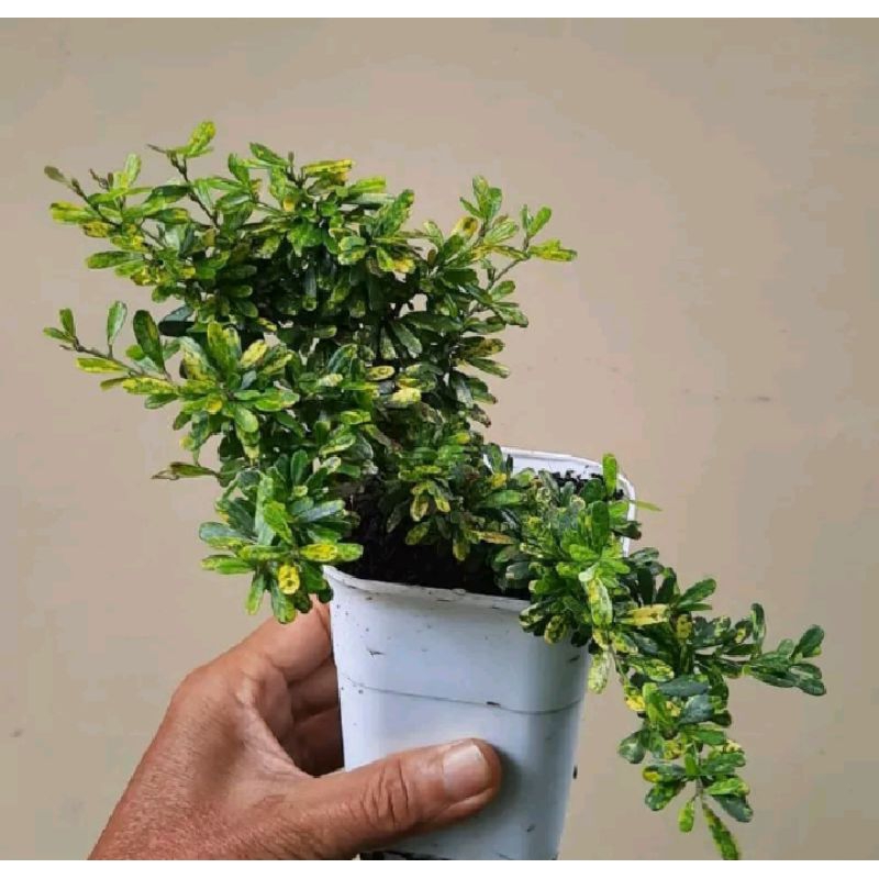 Saeng simbur mikro Vietnam golden varigata