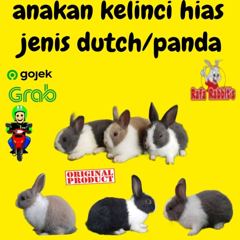 anakan kelinci dutch 3bulan murah lucu lincah