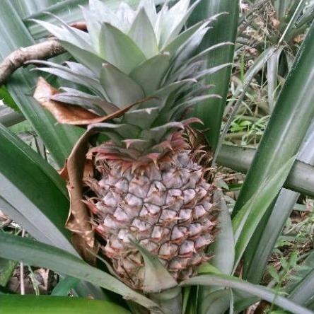 

NANAS MUDA