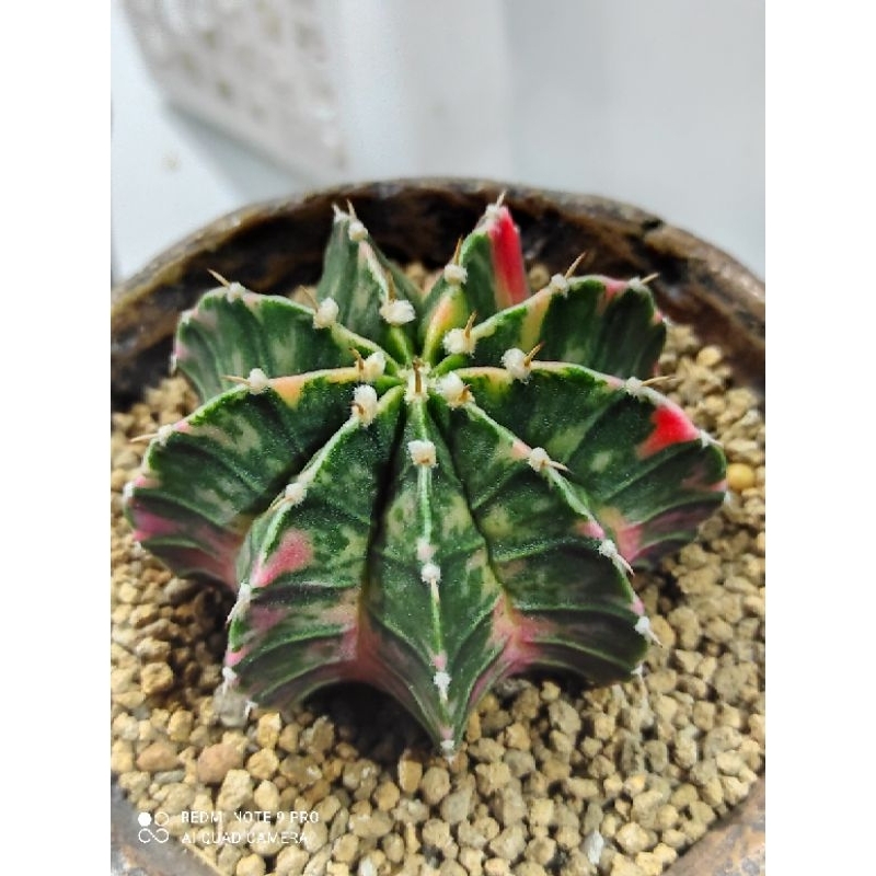 cactus kaktus gymno lb 2178 hybrid varigata