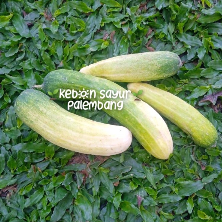 

Buah Segar Timun Jakarta