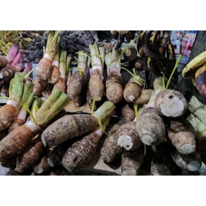 

TERBAIK UMBI TALAS BOGOR ASLI TALAS LIMITIED