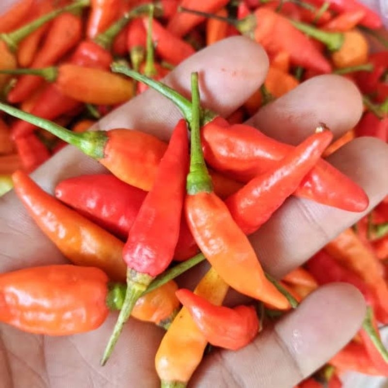 

cabe cabai rawit super 100 gram