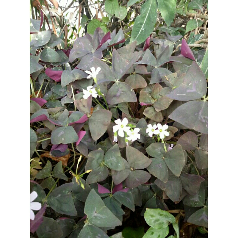 Kupu-Kupu/Oxalis Ungu