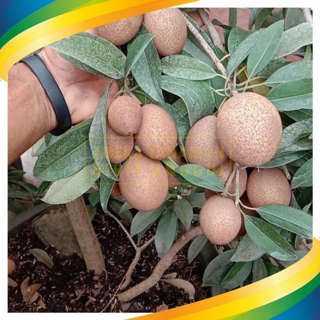 Bibit Buah Sawo Mentimun sudah berbuah