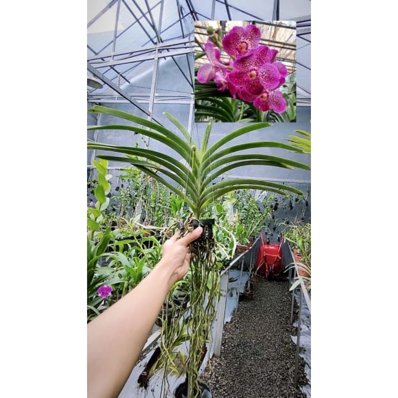 Vanda Spike Knop Mekar