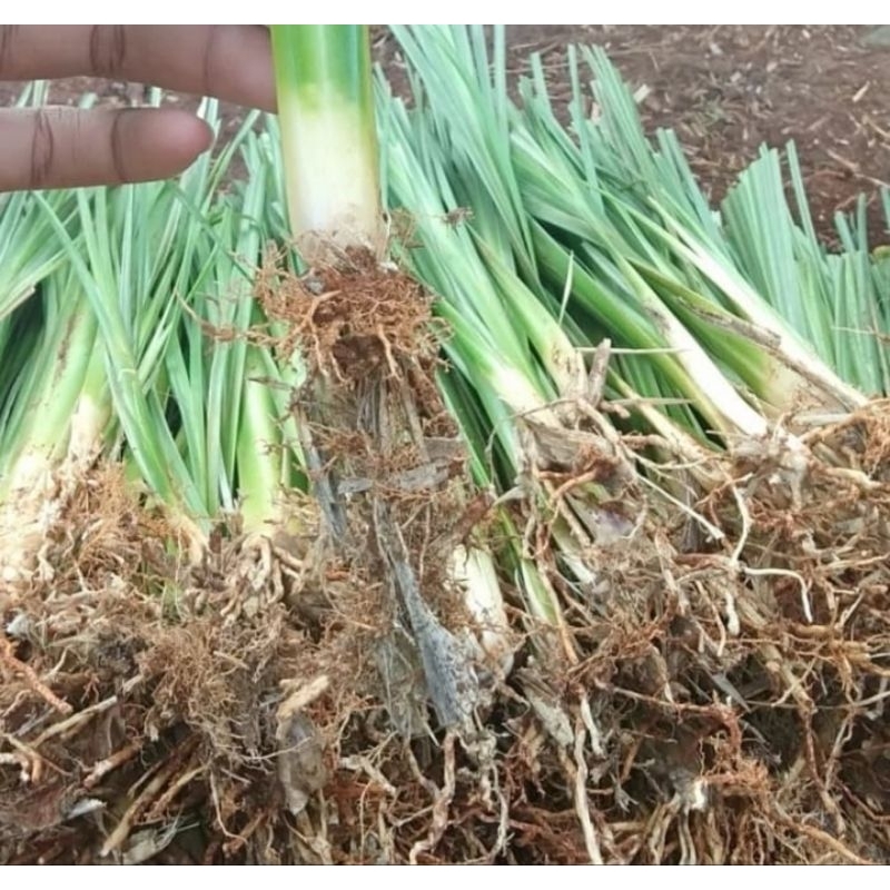Paket 100 Batang Rumput Vetiver Akar Wangi Tanaman Vetiver Akar Wangi Rumput Vetiver Murah