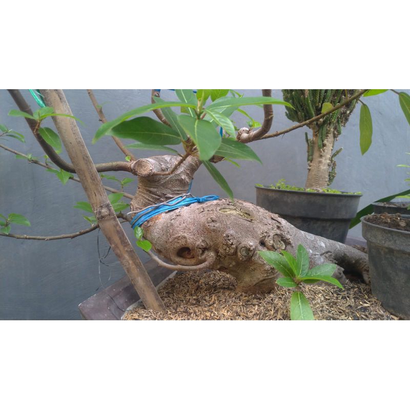 bahan bonsai loa ukuran medium, program akar,