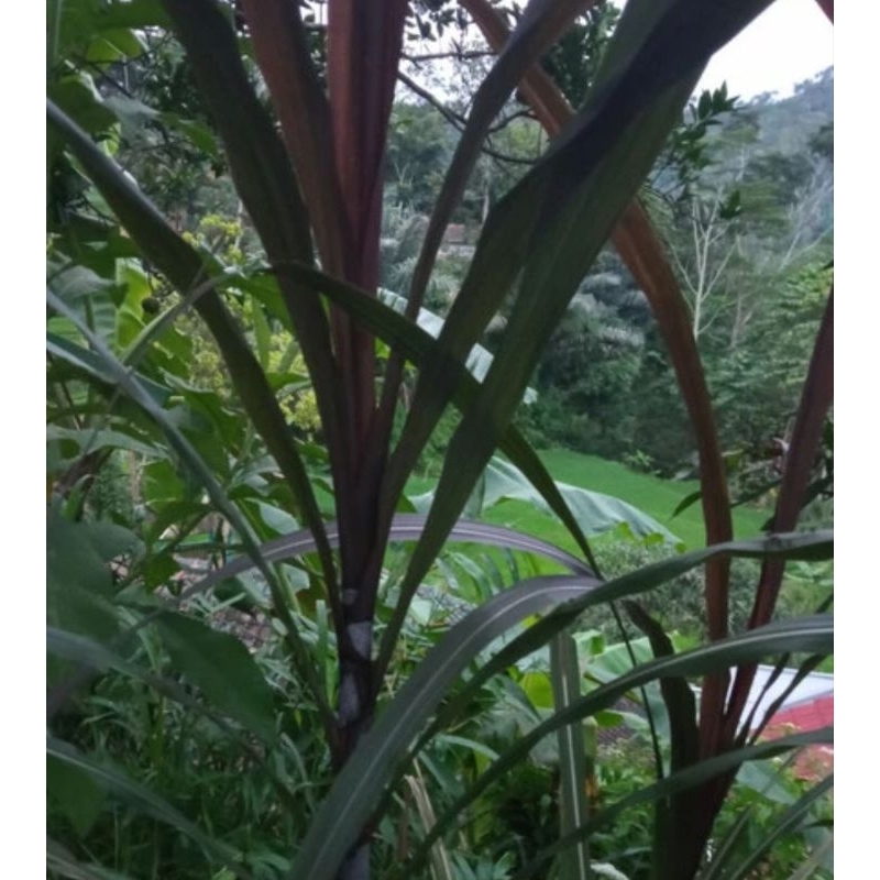 

Daun tebu hitam organik isi 10 lembar untuk obat herbal