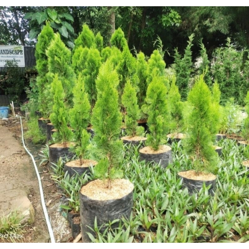 Tanaman Cemara Kipas Tinggi 60-80cm Pohon Cemara Kipas Murah Tanaman Cemara