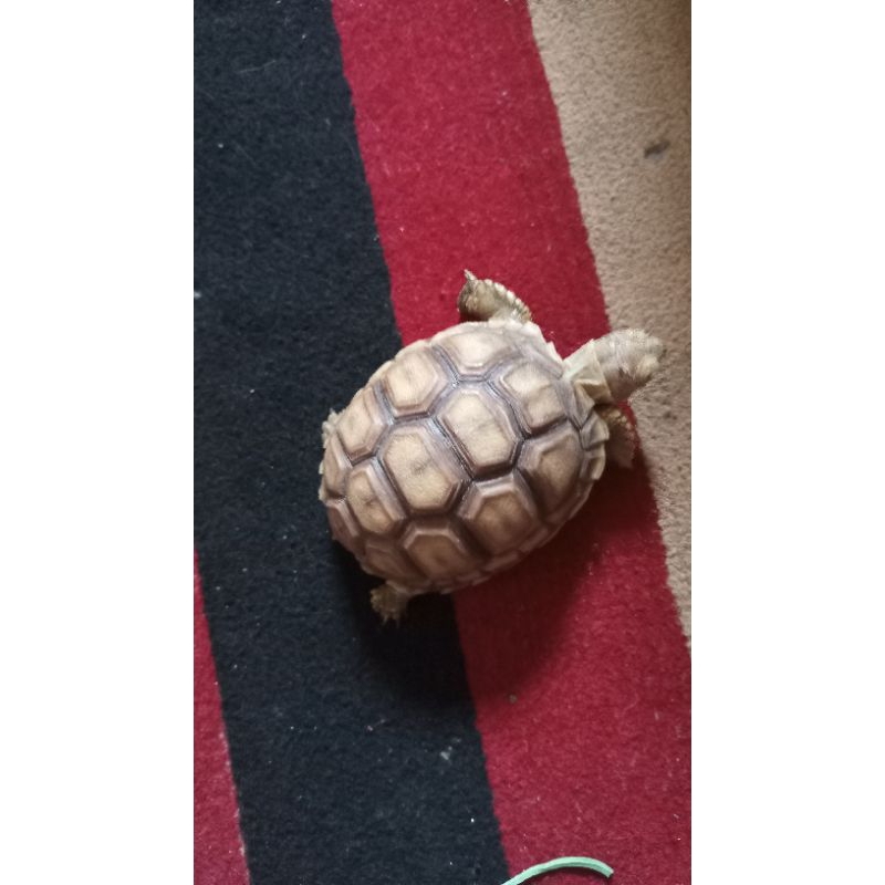 miniatur sulcata 6cm