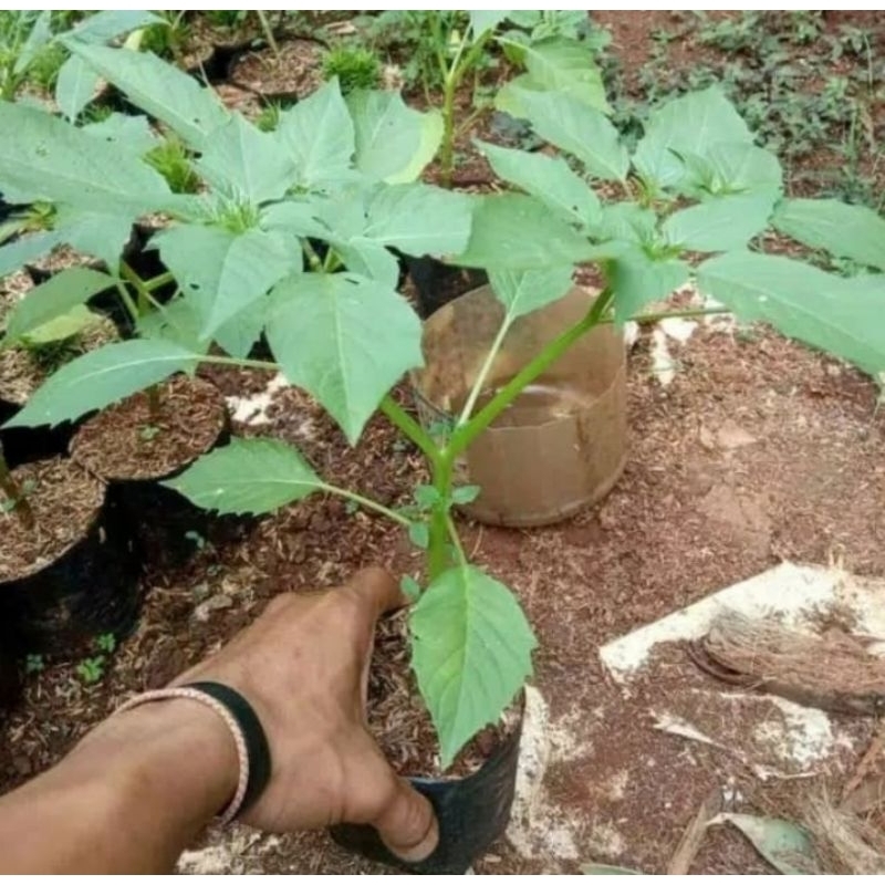 Tanaman Herbal Ciplukan Tanaman Ciplukan Tanaman Obat Tanaman Hias Murah
